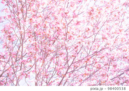 一面の桜背景 一面の桜背景 98400538