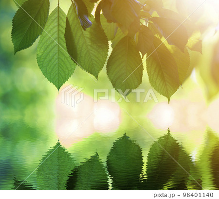 Close-up of fresh shiny cherry leaves lit by sun hanging like curtain above blurred mirror reflection on bright bokeh copy space background. Beauty and harmony of nature, fruit gardening concept. 98401140