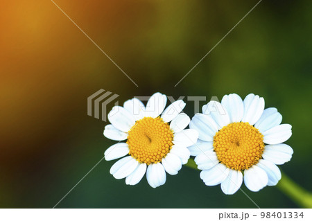 Close up little white daisy flowers Close up little white daisy flowers 98401334