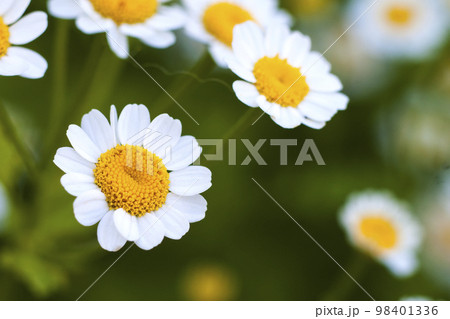 Close up little white daisy flowers Close up little white daisy flowers 98401336
