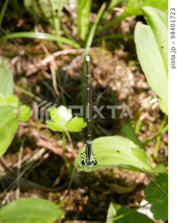 イトトンボの一種/オオバコの葉の先で休憩中 98401723