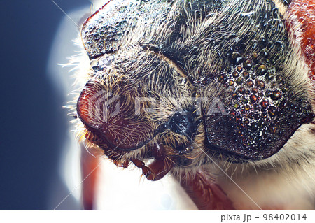 Chafer beetle macro closeup with water drops on eyes 98402014