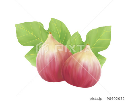 イチジクの葉と果実のリアルな水彩イラスト 98402032