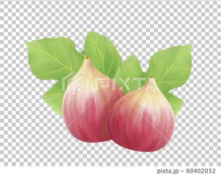 イチジクの葉と果実のリアルな水彩イラスト 98402032