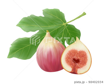 イチジクの葉と果実(半分にカットしたものあり)のイラスト素材(水彩) イチジクの葉と果実(半分にカットしたものあり)のイラスト素材(水彩) 98402034