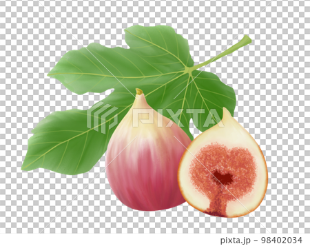 イチジクの葉と果実(半分にカットしたものあり)のイラスト素材(水彩) イチジクの葉と果実(半分にカットしたものあり)のイラスト素材(水彩) 98402034