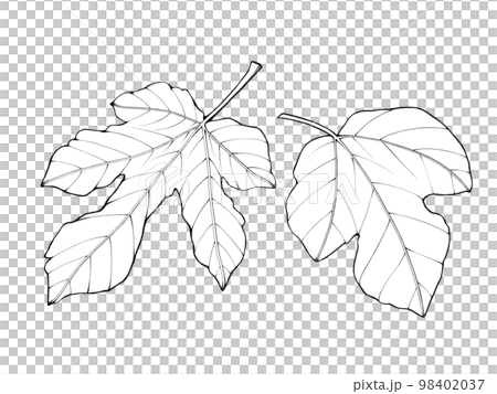Two kinds of fig leaves illustration material (line drawing) 98402037