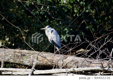 青鷺 heron / Japan 青鷺 heron / Japan 98402216