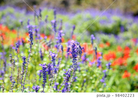 サルビア ファリナセアの花 サルビア ファリナセアの花 98402223