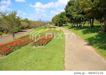サルビア　スプレンデンスの花 98402226