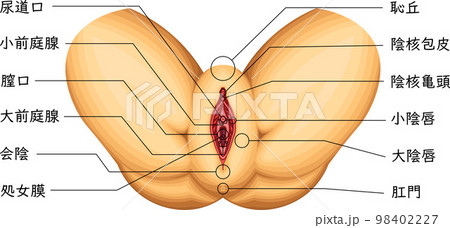 女性外性器 図解 構造 イラスト 日本語のイラスト素材 [98402227] - PIXTA