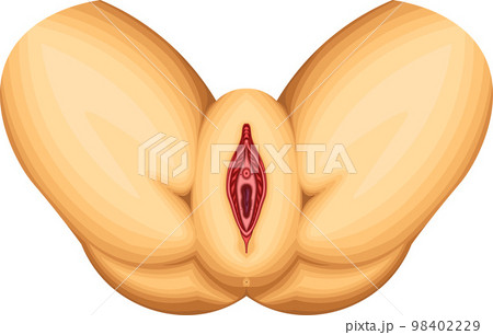 女性外性器 図解 構造 イラスト 女性外性器 図解 構造 イラスト 98402229