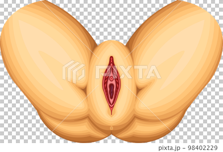 女性外性器 図解 構造 イラスト 女性外性器 図解 構造 イラスト 98402229