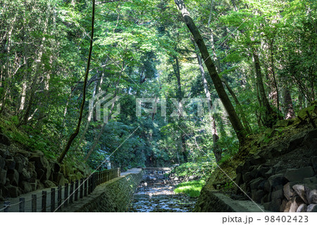 東京都世田谷区　深い緑に覆われる東京を代表する渓谷　等々力渓谷 98402423
