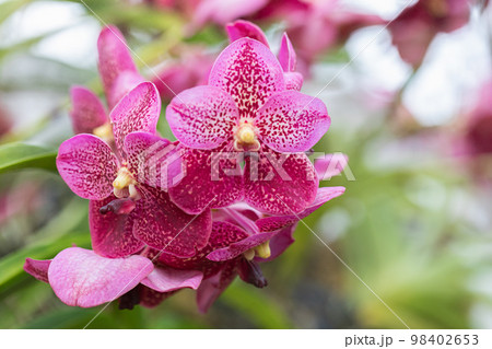 Beautiful orchid flower blooming at rainy season. Vanda orchid 98402653