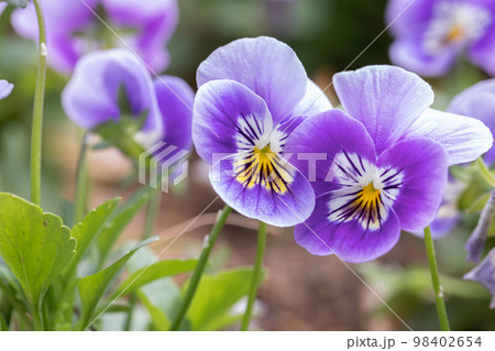 Group of pansy in the garden 98402654