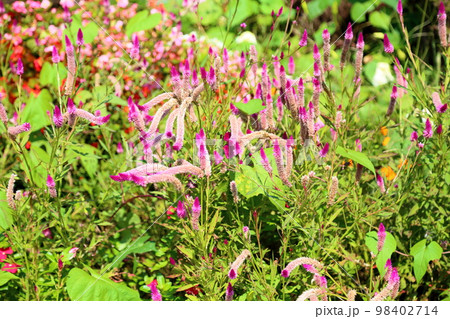 ノゲイトウの花 ノゲイトウの花 98402714
