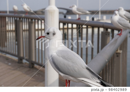 琵琶湖大津港のユリカモメ 琵琶湖大津港のユリカモメ 98402989