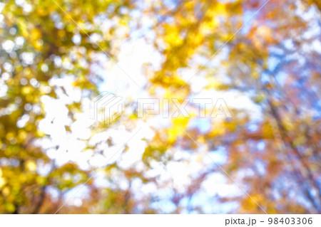 紅葉　木漏れ日　キラキラ　玉ぼけ 98403306