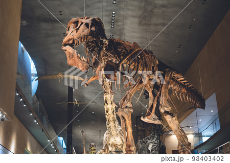 かっこいい恐竜や絶滅動物の骨格標本や化石の展示 98403402