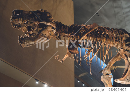 かっこいい恐竜や絶滅動物の骨格標本や化石の展示 かっこいい恐竜や絶滅動物の骨格標本や化石の展示 98403405