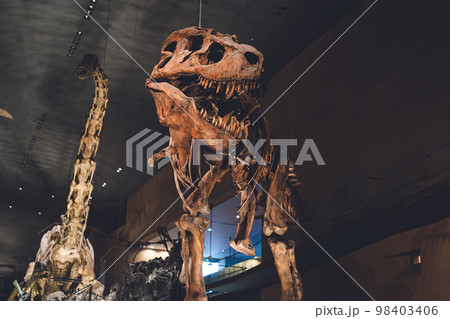 かっこいい恐竜や絶滅動物の骨格標本や化石の展示 98403406
