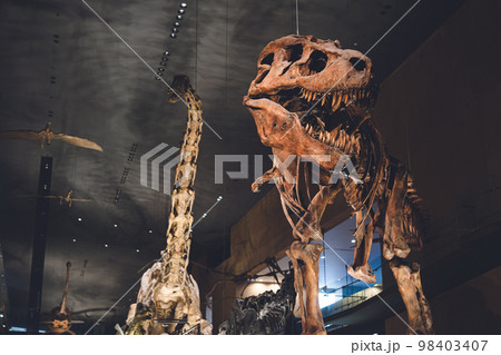 かっこいい恐竜や絶滅動物の骨格標本や化石の展示 98403407