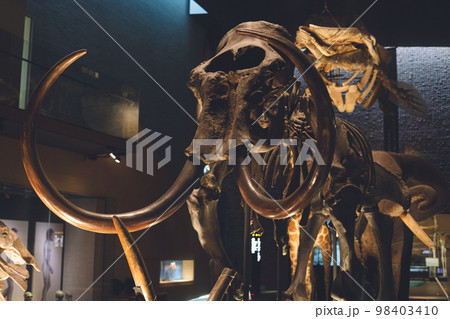 かっこいい恐竜や絶滅動物の骨格標本や化石の展示 98403410