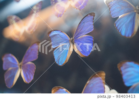 美しい青色の蝶 モルフォチョウの標本の壁 自然史博物館の展示 98403413