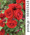雨に濡れたいくつもの赤いバラ 98403428
