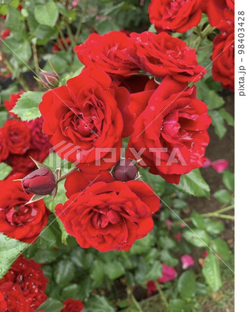 雨に濡れたいくつもの赤いバラ 98403428