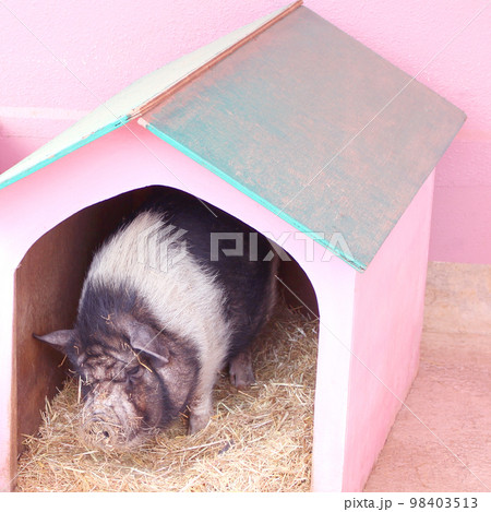 小屋でのんびりな猪さん 小屋でのんびりな猪さん 98403513