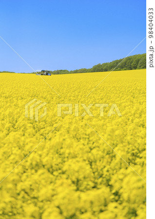 一面の菜の花畑とトラクターに引かれた幌馬車 98404033