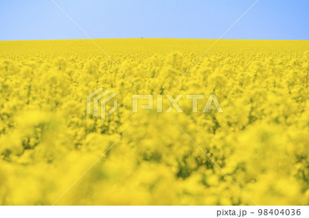 一面の菜の花畑と青空 98404036