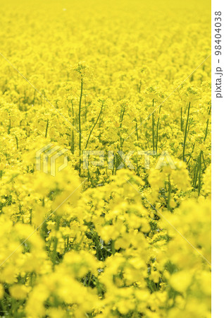 一面の菜の花畑 98404038