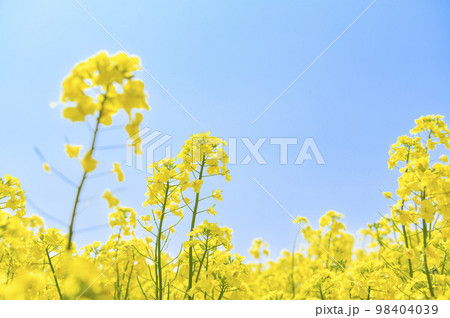 満開の菜の花と青空 98404039