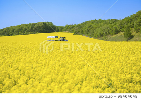 一面の菜の花畑とトラクターに引かれた幌馬車 一面の菜の花畑とトラクターに引かれた幌馬車 98404048