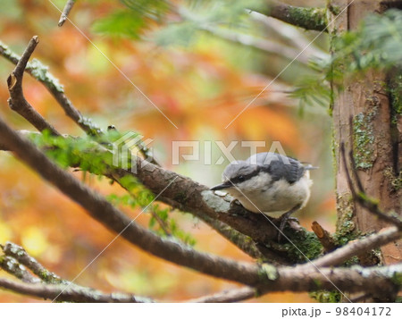 野鳥　ゴジュウカラの幼鳥 98404172