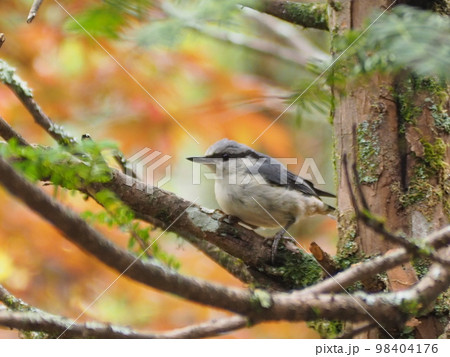 野鳥　ゴジュウカラの幼鳥 98404176