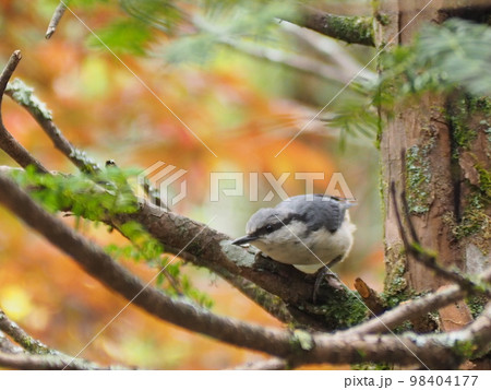 野鳥　ゴジュウカラの幼鳥 98404177