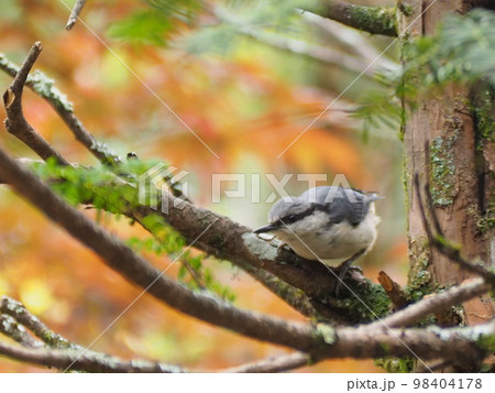 野鳥　ゴジュウカラの幼鳥 98404178