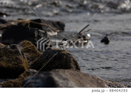 EOSR6.山口岩国、ハクセキレイ、動き出す前。 98404293