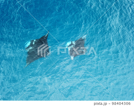 Manta ray drone view at Manta road in Pohnpei, Micronesia. You can meet them by scuba diving. Manta ray drone view at Manta road in Pohnpei, Micronesia. You can meet them by scuba diving. 98404306