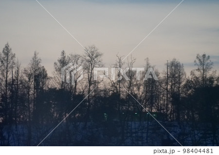 冬の木 冬の山 冬 98404481