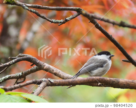 野鳥　コガラ 98404520