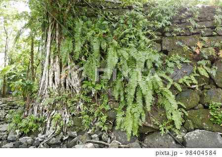 Lelu Ruins Historic Park at Kosrae, Federated States of Micronesia. 98404584