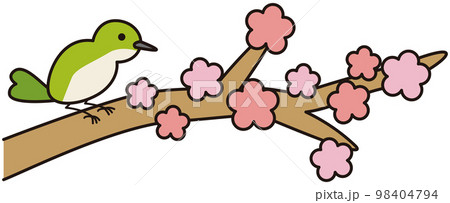 梅の枝にとまっているうぐいす 98404794