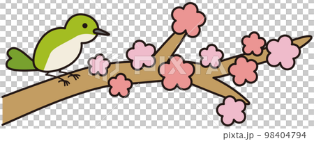 梅の枝にとまっているうぐいす 98404794