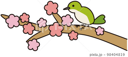 梅の枝にとまっているうぐいす 98404819