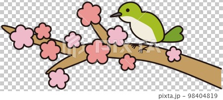 梅の枝にとまっているうぐいす 98404819